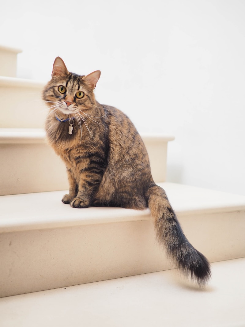 生活中的宠物猫——AI记录里的真实日常